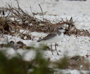 BF Greater Sand Plover thread.jpg