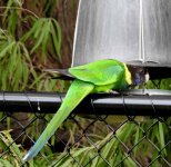 BF Australian Ringneck Twenty-eight Parrot thread.jpg