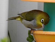 BF Silvereye thread.jpg