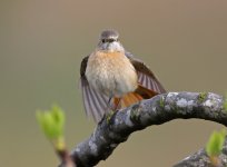 Common Redstart_6855.jpg