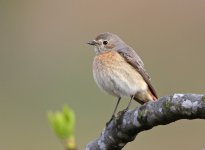 Common Redstart_6860.jpg