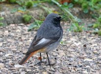 Black Redstart_6749.jpg