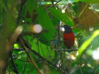 black headed pitta.JPG