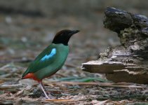 hooded pitta.JPG