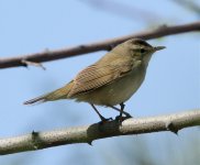 black-brow reed warbler.jpg