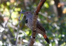 northern flicker2.JPG