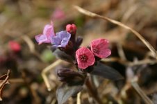 pink_flower_labanoras.jpg