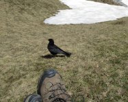 a chough scrounging.jpg