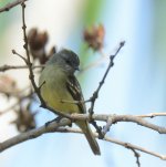 Lesser Elaenia 1cc.JPG