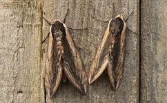 002 Privet Hawkmoth.JPG