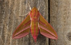 003 Elephant Hawkmoth.JPG