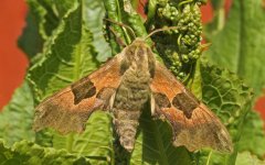 005 Lime Hawkmoth.JPG