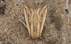 006 L-album Wainscot.JPG