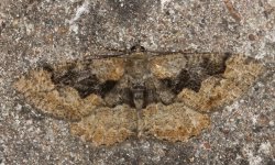 011 Mottled Beauty.JPG