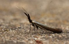 018 Coleophora mayrella.JPG