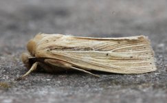 ZA 001 Smoky Wainscot.JPG