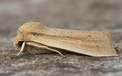 ZA 003 Southern Wainscot.jpg