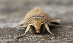 ZA 005 Southern Wainscot.jpg