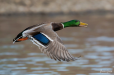 Mallard-wingdown-flight-Brian-Sump_5251-Forum.png