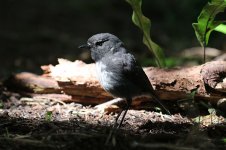 South Island Robin nz 1.jpg