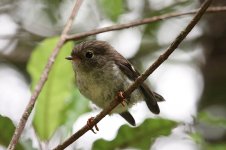 South Island Tomtit nz 1.jpg