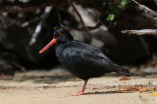 Variable Oystercatcher nz 3.jpg