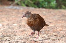 Weka nz 2.jpg