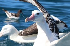 Gibsons Wandering Albatross nz 1.jpg