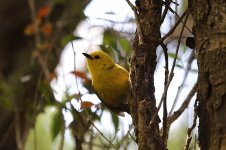 Yellowhead nz 2.jpg