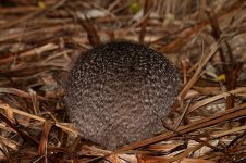 Little Spotted Kiwi nz 2.jpg