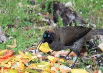 brown sicklebill.JPG