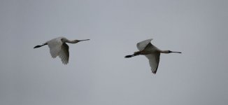 Black-faced & European Spoonbill HK 1.jpg