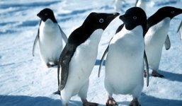 Adelie Penguin.JPG