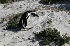 African Penguin.JPG