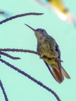 Atitlan - colibri AD 2.jpg