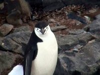 chinstrap penguin.JPG