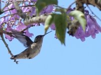 Guatemala - Ruby-throated Hummingbird AD 5.jpg