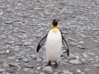 King Penguin.JPG