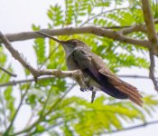 Antigua - colibri AD 3.jpg