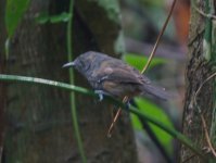 Rio Dulce - antshrike AD.jpg