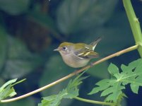 Rio Dulce - bay-breasted warbler AD.jpg