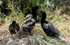 BF Little Black Cormorant, Pacific Black Duck thread.jpg