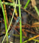 scarce_blue-tailed_damsel_13jun20_768s_7443.jpg