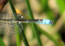 scarce_blue-tailed_damsel_tail_detail_13jun20_640l_7407.jpg