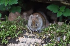 Bank Vole (6).JPG