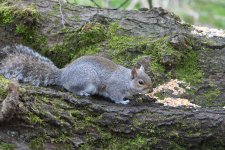 Grey Squirrel.JPG