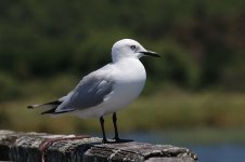 Black-billed Gull nz 2.jpg