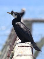 Little Pied Cormorant nz 2.jpg