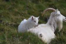 Kashmir Goat (14).JPG