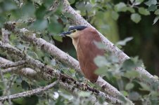 Nankeen Night Heron nz 1.jpg